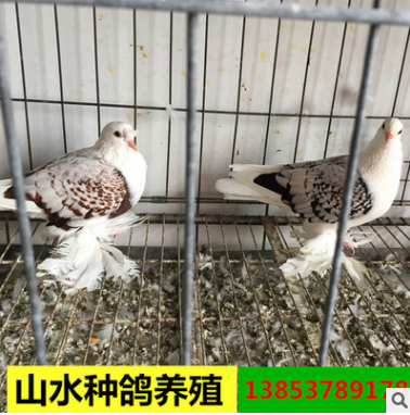 风头两头乌两头红观赏鸽图片 哪里有两头乌两头红观赏鸽 山水种鸽图3