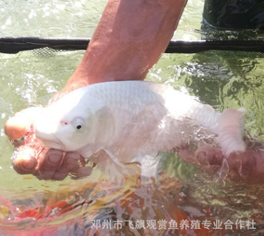 日本观赏鱼水族馆白金锦鲤锦鲤活体鱼苗鲜活水花特种水产批发