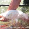 日本观赏鱼水族馆白金锦鲤锦鲤活体鱼苗鲜活水花特种水产批发