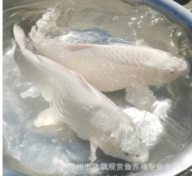 日本观赏鱼水族馆白金锦鲤锦鲤活体鱼苗鲜活水花特种水产批发图2