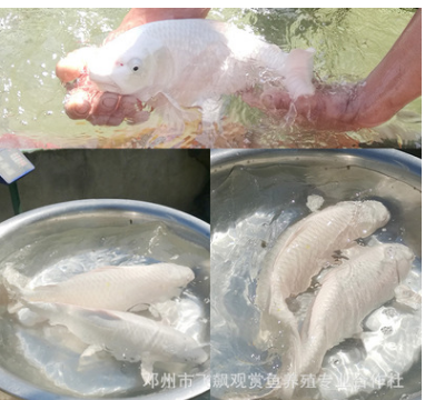 日本观赏鱼水族馆白金锦鲤锦鲤活体鱼苗鲜活水花特种水产批发图3