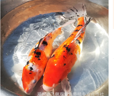 观赏鱼养殖场闪光鳞三色锦鲤活体鱼苗鲜活水花特种水产批发图2