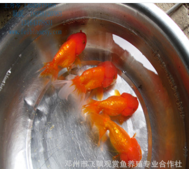 大型渔场淡水观赏鱼精品 金鱼龙睛 活体大量批发 水花鱼苗图2