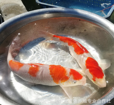 日本红白锦鲤 观赏鱼水族馆 锦鲤活体鱼苗鲜活 水花特种批发