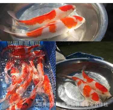日本红白锦鲤 观赏鱼水族馆 锦鲤活体鱼苗鲜活 水花特种批发图2