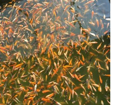 日本红白锦鲤 观赏鱼水族馆 锦鲤活体鱼苗鲜活 水花特种批发图3