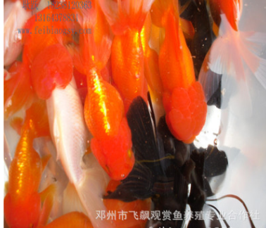 观赏鱼活体金鱼狮子头 珍珠 鎏金金鱼 鹤顶红 养殖场直销图2