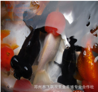观赏鱼活体金鱼狮子头 珍珠 鎏金金鱼 鹤顶红 养殖场直销图3