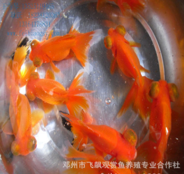 观赏鱼 金鱼活体清仓中型鹤顶红2017量大狮子河南狮子头量大从优图3