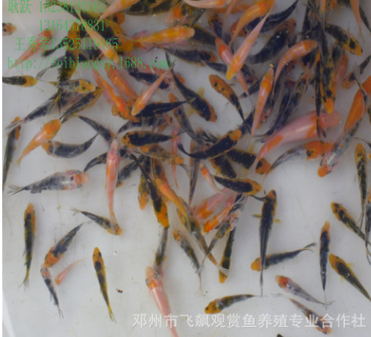 观赏金鱼活体鱼苗批发 养殖厂批发日本锦鲤大正 红白 昭和图2