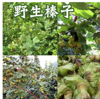 大量供应野生山榛子 圆形野生榛子 小榛子 围场特产榛子图2