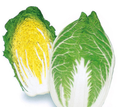 供应良乡新鲜大白菜 优质绿色无公害蔬菜