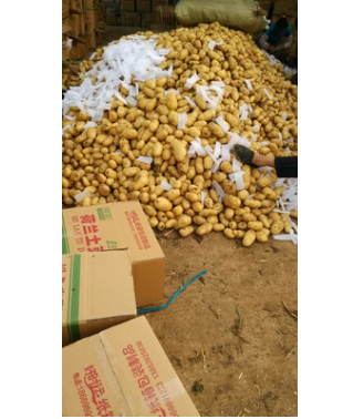 山东荷兰十五土豆马铃薯代收代购，基地供应图3