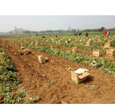 山东肥城荷兰十五土豆，马铃薯通货土豆大量供应图3