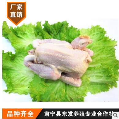 河北散养老母鸡 冷冻鸡肉 速冻鸡 净膛鸡图2