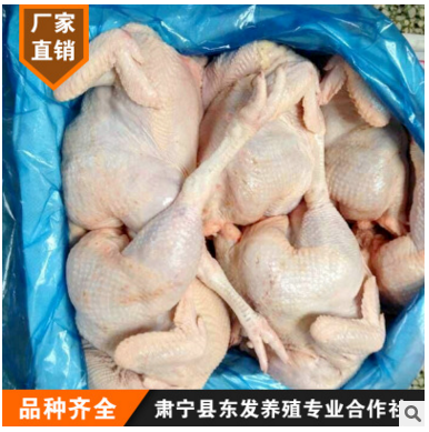 河北散养老母鸡 冷冻鸡肉 速冻鸡 净膛鸡图3