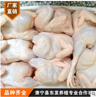 批新鲜冷冻优质老母鸡 土鸡 整白条鸡 净36斤/箱图3