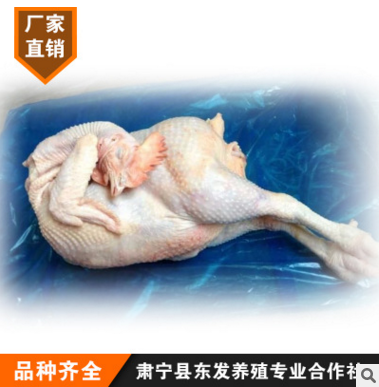 鸡肉批发冷冻 农家土鸡 白条鸡光鸡烧鸡用 煲汤用图2