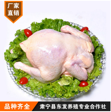 厂家直销老母鸡 23斤/件 餐饮吊汤热菜专用老鸡 绿色包装环保健康