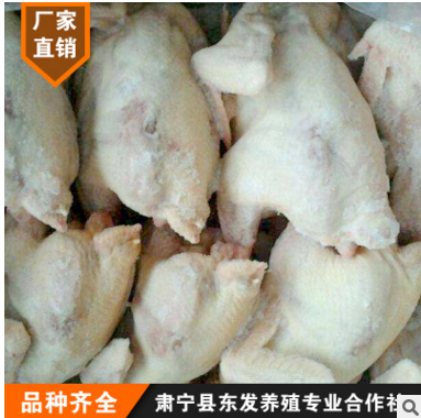 厂家直销老母鸡 23斤/件 餐饮吊汤热菜专用老鸡 绿色包装环保健康图2