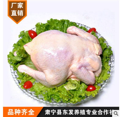 直销 冷冻白条鸡 整箱批发 白条老母鸡厂家直销 放心鸡肉图1