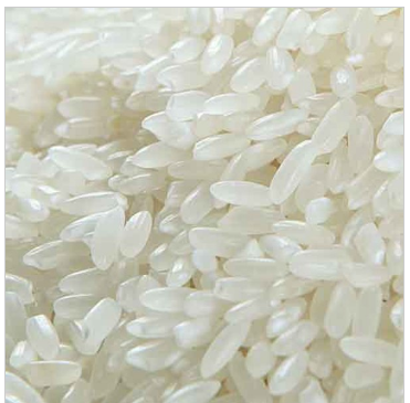 原阳县种植销售醇香可口的大米