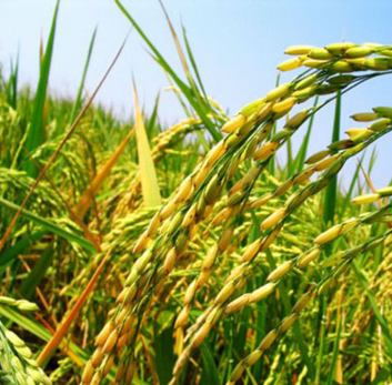 原阳县种植销售醇香可口的大米图2
