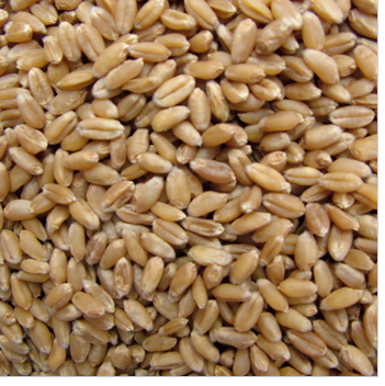 原阳县种植销售小麦