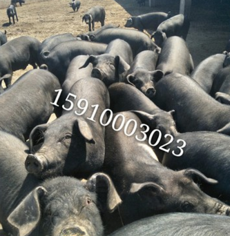 黑猪 梁山黑猪 商品黑猪 150斤黑猪 种猪