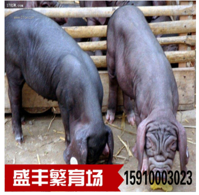 养莱芜黑猪项目 广西莱芜黑猪种猪价格低 东固莱芜黑猪苗出售信息