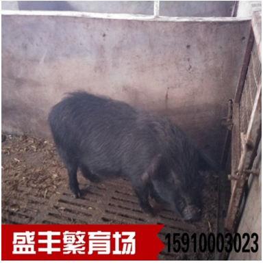 莱芜黑猪香猪养殖场 请黑猪肉与白猪肉的对比