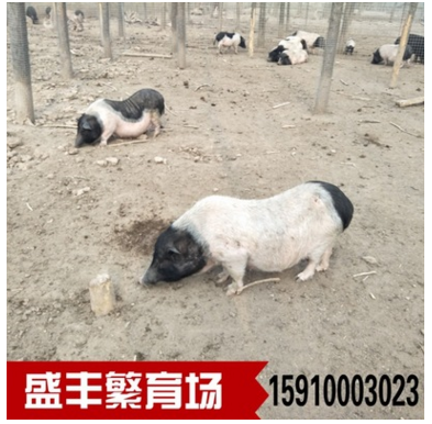 农业生态养猪巴马香猪 巴马香猪三个月的猪苗多少斤 多少钱