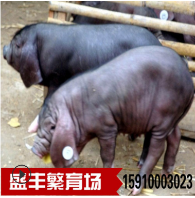 巴马香猪如何引种 巴马小猪的价格 巴马猪多少钱一斤