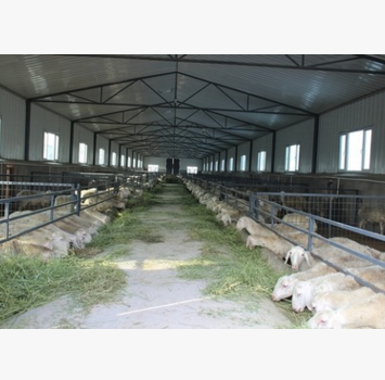 新疆大草散养羊 羊肉味道鲜美 肉质紧实 散养羊 草原羊图3