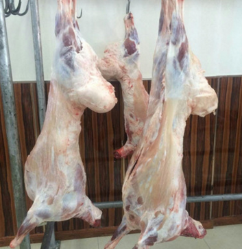 新疆大草原散养羊 羊肉味道鲜美 肉质紧实 散养羊 草原羊图2