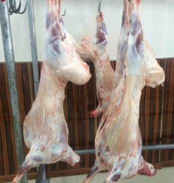 新疆大草散养羊 羊肉味道鲜美 肉质紧实 散养羊 草原羊图2