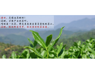 供应铁观音 高档茶叶图2