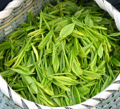 供应连云港特产云雾茶图2