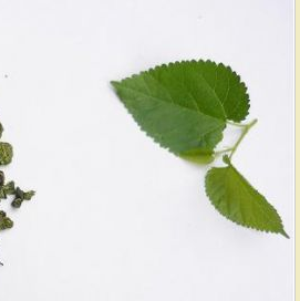 桑叶茶  5图2
