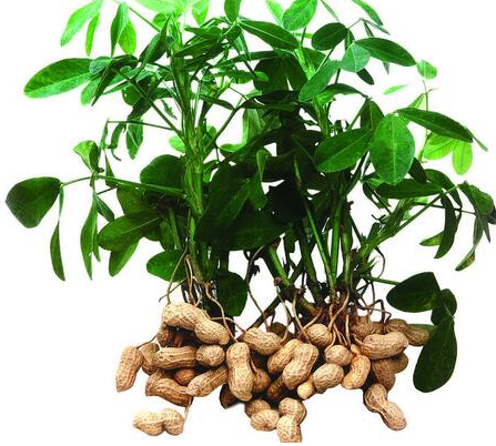 供应榨油专用花生 山东榨油花生米 精选散装油料花生米图2