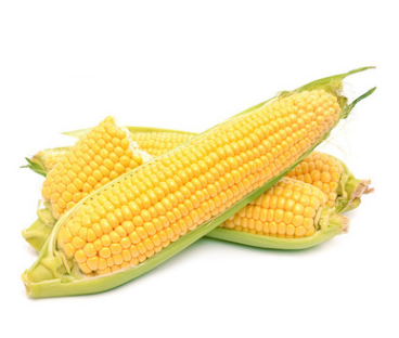 【东北特产】 专供前年饲料粮 东北玉米 国标4级玉米 接收预定