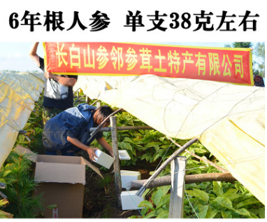 长白山鲜人参 新鲜带土鲜参自家万良人参基地一手货源批发图3