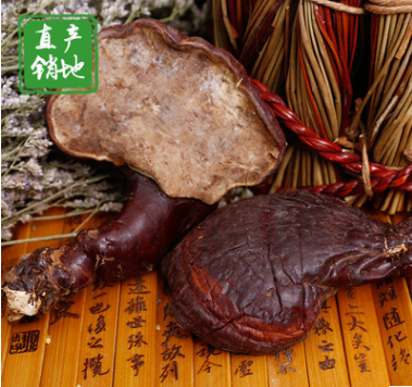 直销东北长白山野生红灵芝赤灵芝 传统滋补品精选优质灵芝批发图3
