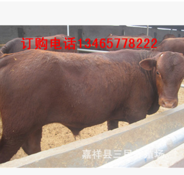 云南昆明小肉牛多少钱一头，肉牛犊价格，卖养殖小黄牛养牛基地