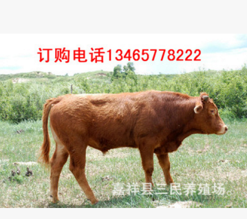 云南昆明小肉牛多少钱一头，肉牛犊价格，卖养殖小黄牛养牛基地图2