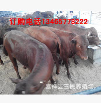 云南昆明小肉牛多少钱一头，肉牛犊价格，卖养殖小黄牛养牛基地图3