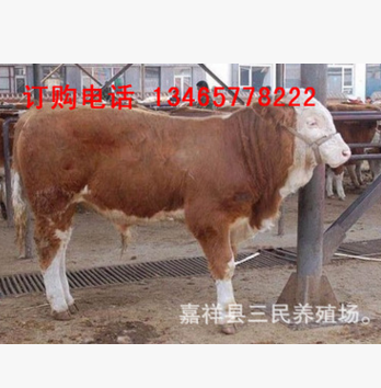 小牛犊价格 西门塔尔小牛价格 活牛价格 黄牛犊肉牛养殖
