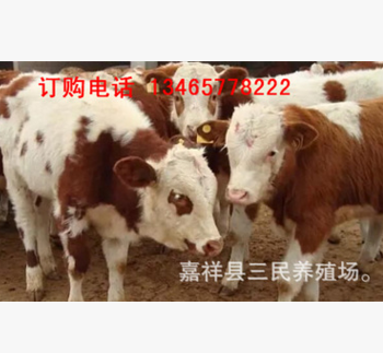 肉牛犊怎么出售的 肉牛犊价格 卖肉牛犊的在什么位置图3