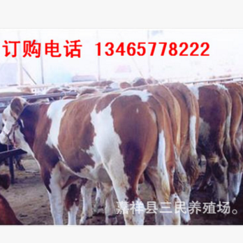 肉牛犊怎么出售的 肉牛犊价格 卖肉牛犊的在什么位置图2