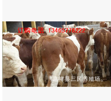 肉牛犊怎么出售的 肉牛犊价格 卖肉牛犊的在什么位置